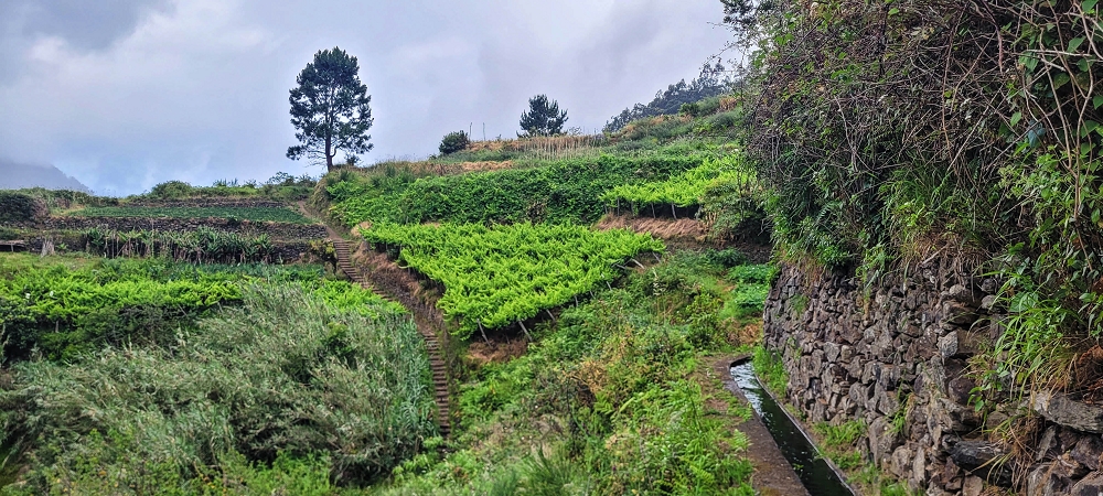 Levada da Achada do Beirão — Weiter auf schmalen Mäuerchen und durch grüne Felder — Foto 8