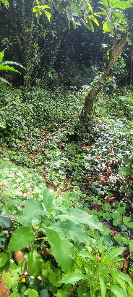 15 May 2022 Big loop in the eastern São Vicente valley — The start of the Vereda das Paredes — photo 1