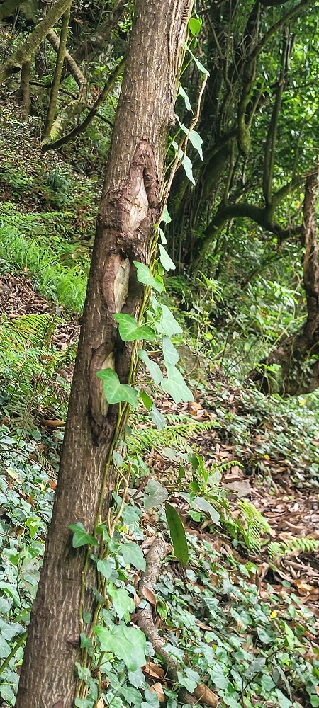 15 May 2022 Big loop in the eastern São Vicente valley — The start of the Vereda das Paredes — photo 5