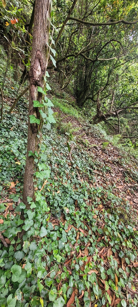 15 May 2022 Big loop in the eastern São Vicente valley — The start of the Vereda das Paredes — photo 6