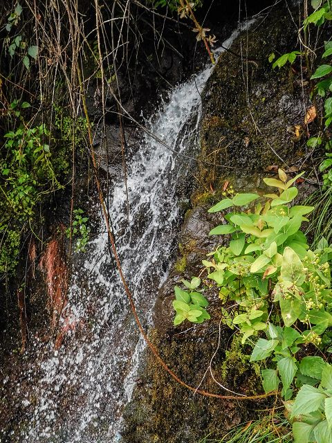 15.08.2017 Rundwanderung in Achadas da Cruz — Zur Madre der Levada dos Pombais sup und zurück zum Pfad zum Miradouro dos Pombais — Foto 5
