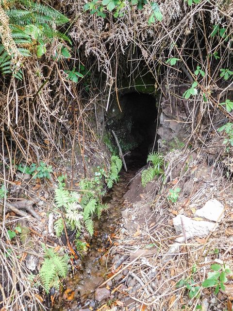 15.08.2017 Rundwanderung in Achadas da Cruz — Zur Madre der Levada dos Pombais sup und zurück zum Pfad zum Miradouro dos Pombais — Foto 6