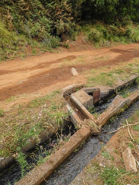 Levada do Brasileiro — Parallel zur Levada do Moinho — Foto 4