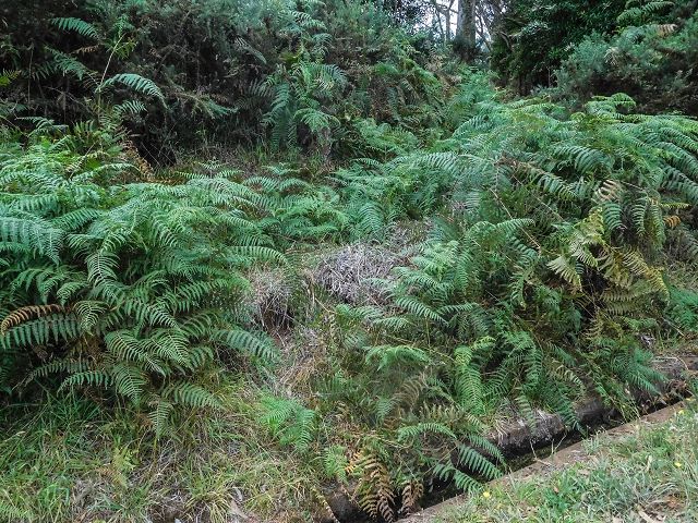 Levada do Brasileiro — Zwischen ER105 und Levada do Moinho — Foto 4