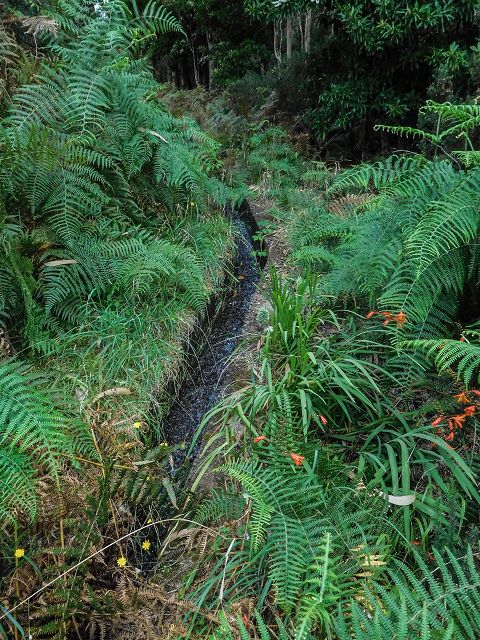 Levada do Brasileiro — Zwischen ER105 und Levada do Moinho — Foto 2