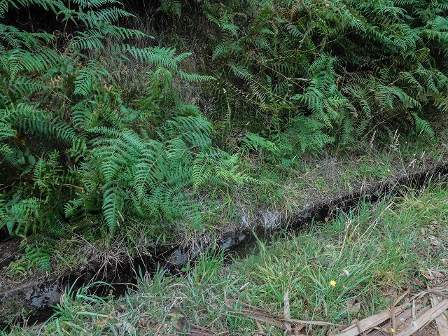 Levada do(s) Moinho(s) — As far as the meeting with the Levada do Brasileiro — photo 2