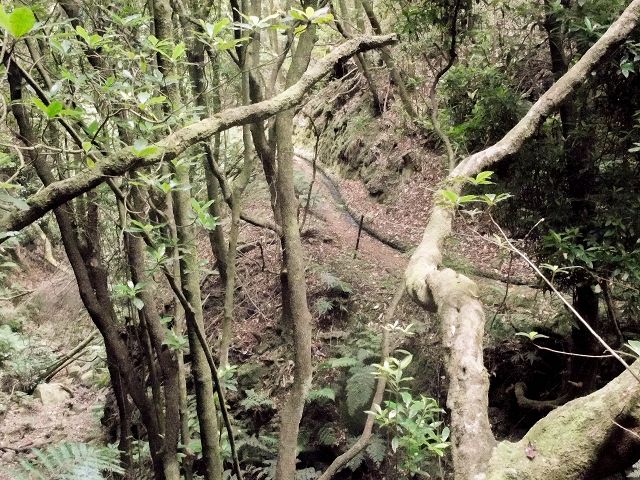 15.08.2017 Rundwanderung in Achadas da Cruz — Passage des westlichen Armes der Ribeira do Tristao — Foto 10