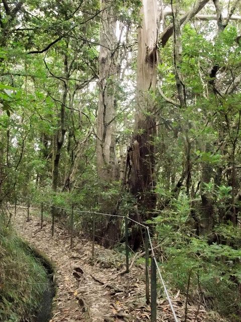 15.08.2017 Rundwanderung in Achadas da Cruz — Passage des westlichen Armes der Ribeira do Tristao — Foto 11