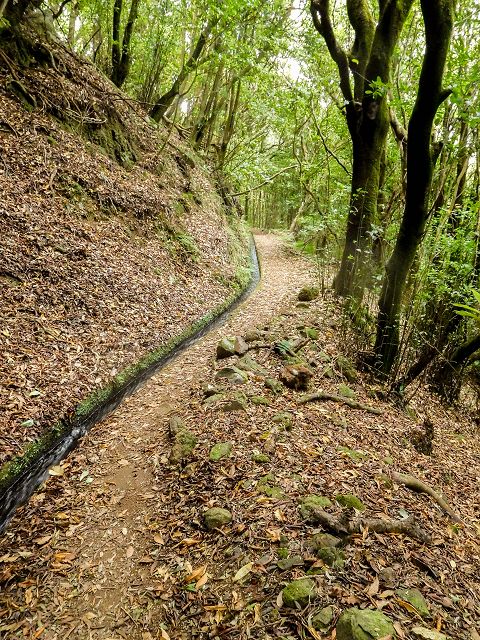 15.08.2017 Rundwanderung in Achadas da Cruz — Passage des westlichen Armes der Ribeira do Tristao — Foto 12