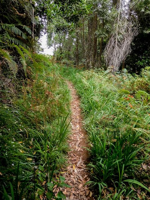 15.08.2017 Rundwanderung in Achadas da Cruz — Passage des westlichen Armes der Ribeira do Tristao — Foto 15