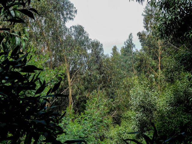 15.08.2017 Rundwanderung in Achadas da Cruz — Passage des westlichen Armes der Ribeira do Tristao — Foto 18