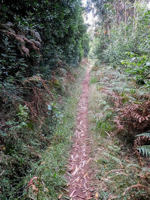 15.08.2017 Rundwanderung in Achadas da Cruz — Passage des westlichen Armes der Ribeira do Tristao — Foto 19