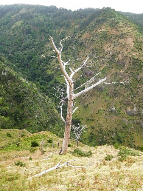 15.08.2017 Rundwanderung in Achadas da Cruz — Zur Madre der Levada dos Pombais inf und zurück zum Pfad zur oberen Levada — Foto 7
