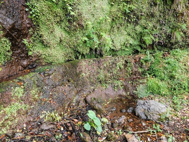 15.08.2017 Rundwanderung in Achadas da Cruz — Zur Madre der Levada dos Pombais inf und zurück zum Pfad zur oberen Levada — Foto 9