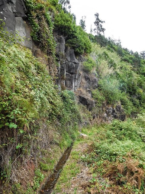 15.08.2017 Rundwanderung in Achadas da Cruz — Zur Madre der Levada dos Pombais inf und zurück zum Pfad zur oberen Levada — Foto 13