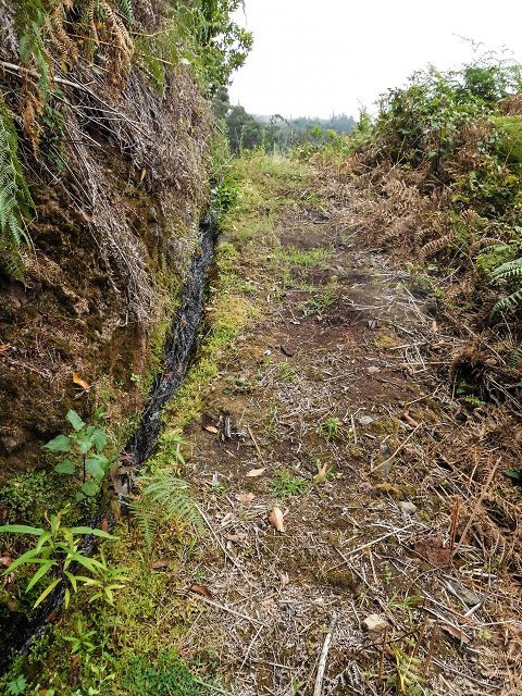 15.08.2017 Rundwanderung in Achadas da Cruz — Zur Madre der Levada dos Pombais inf und zurück zum Pfad zur oberen Levada — Foto 16