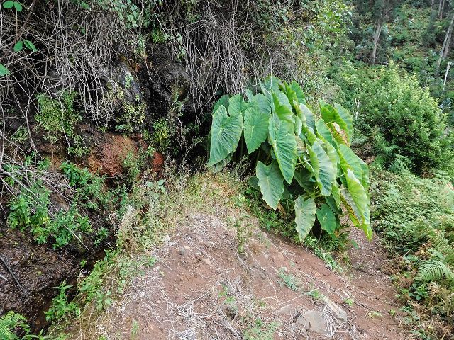 15.08.2017 Rundwanderung in Achadas da Cruz — Zur Madre der Levada dos Pombais inf und zurück zum Pfad zur oberen Levada — Foto 17