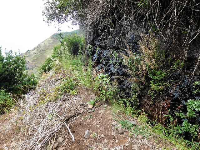 15.08.2017 Rundwanderung in Achadas da Cruz — Zur Madre der Levada dos Pombais inf und zurück zum Pfad zur oberen Levada — Foto 18