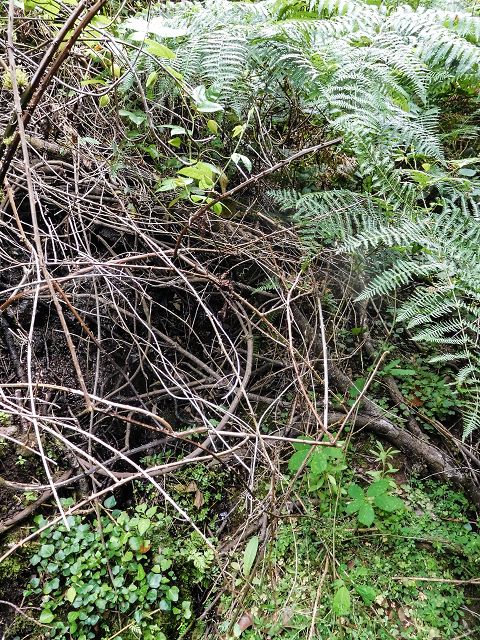 15.08.2017 Rundwanderung in Achadas da Cruz — Zur Madre der Levada dos Pombais inf und zurück zum Pfad zur oberen Levada — Foto 19