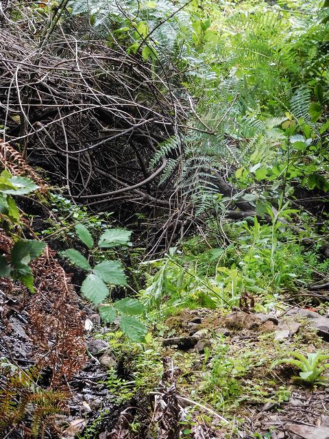 15.08.2017 Rundwanderung in Achadas da Cruz — Zur Madre der Levada dos Pombais inf und zurück zum Pfad zur oberen Levada — Foto 20
