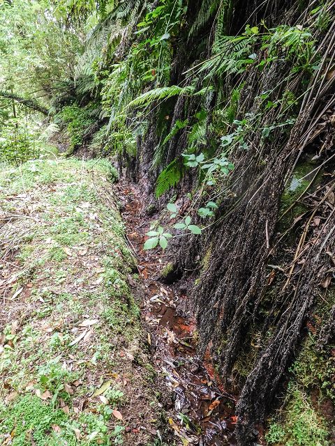15.08.2017 Rundwanderung in Achadas da Cruz — Zur Madre der Levada dos Pombais inf und zurück zum Pfad zur oberen Levada — Foto 23