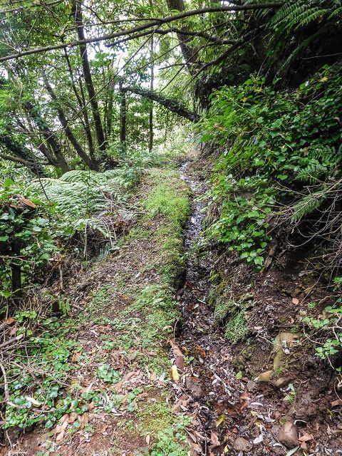 15.08.2017 Rundwanderung in Achadas da Cruz — Zur Madre der Levada dos Pombais inf und zurück zum Pfad zur oberen Levada — Foto 24