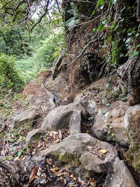15.08.2017 Rundwanderung in Achadas da Cruz — Zur Madre der Levada dos Pombais inf und zurück zum Pfad zur oberen Levada — Foto 25