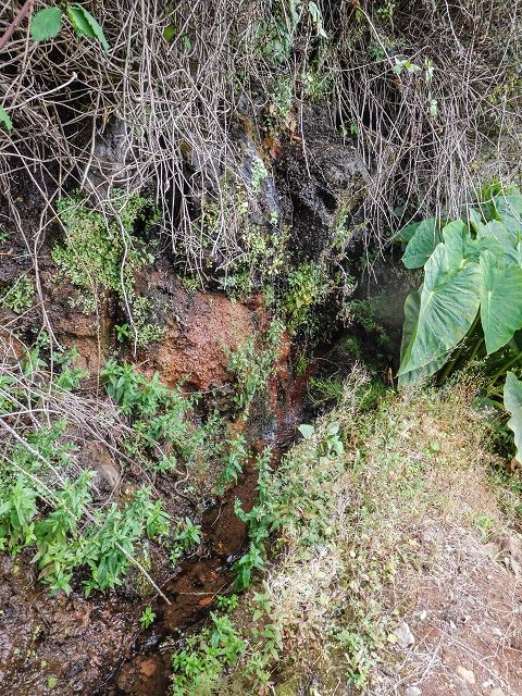 15.08.2017 Rundwanderung in Achadas da Cruz — Zur Madre der Levada dos Pombais inf und zurück zum Pfad zur oberen Levada — Foto 28