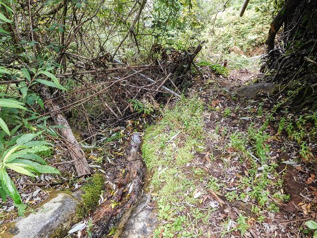 15.08.2017 Rundwanderung in Achadas da Cruz — Zur Madre der Levada dos Pombais inf und zurück zum Pfad zur oberen Levada — Foto 30