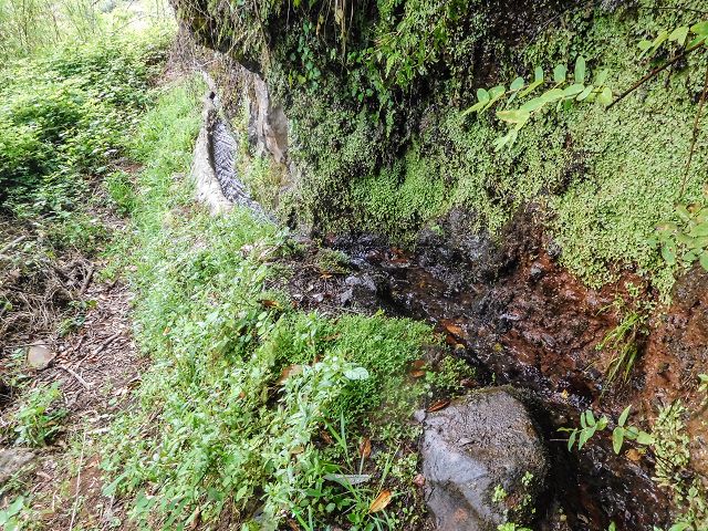 15.08.2017 Rundwanderung in Achadas da Cruz — Zur Madre der Levada dos Pombais inf und zurück zum Pfad zur oberen Levada — Foto 38