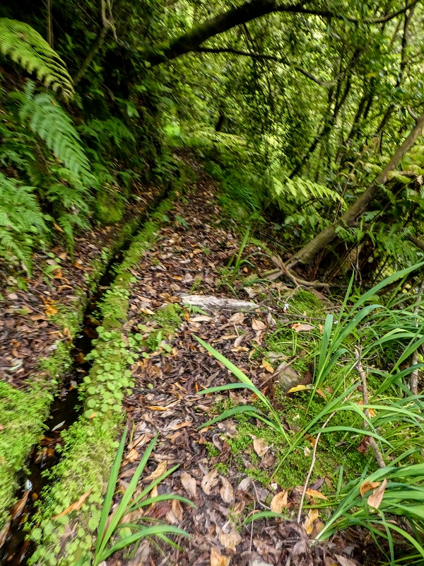 16.05.2019 Nochmals zum Poco das Pulgas, diesmal als Rundtour — Levada da Cancela — Foto 10