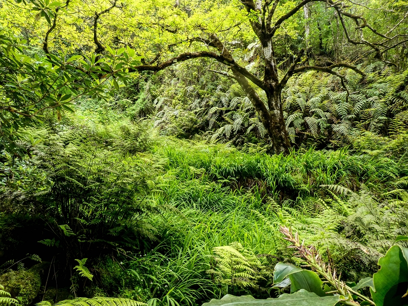 Levada da Cancela — Foto 3