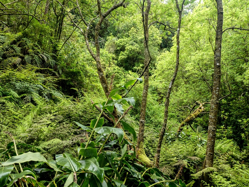 Levada da Cancela — Foto 4