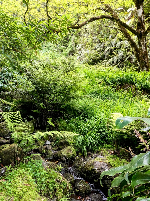 Levada da Cancela — Foto 5