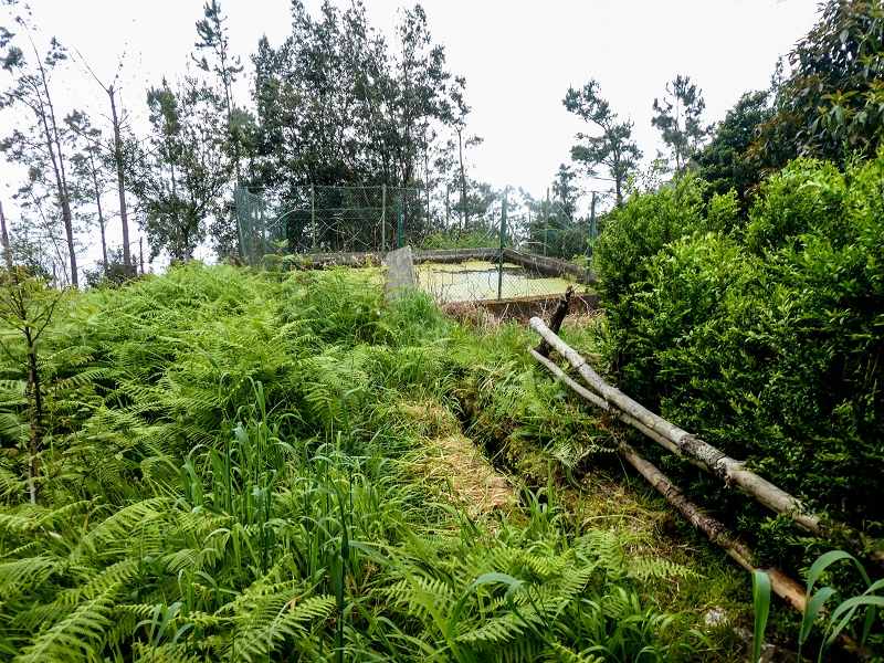 Levada da Cancela — Foto 12