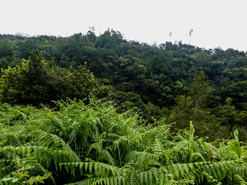 16.05.2019 Nochmals zum Poco das Pulgas, diesmal als Rundtour — Levada das Fontes — Foto 3