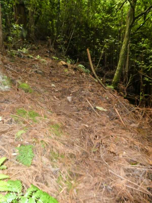 16.05.2019 Nochmals zum Poco das Pulgas, diesmal als Rundtour — Aufstieg zur Glitschwand — Foto 2