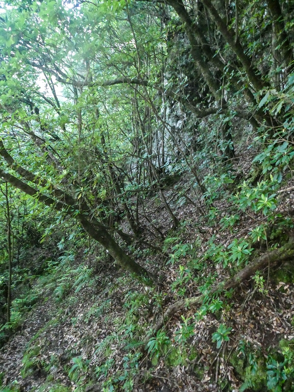 16.05.2019 Nochmals zum Poco das Pulgas, diesmal als Rundtour — Aufstieg zur Glitschwand — Foto 5
