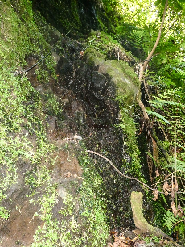 16.05.2019 Nochmals zum Poco das Pulgas, diesmal als Rundtour — Aufstieg zur Glitschwand — Foto 14