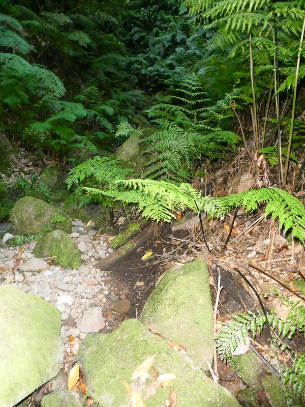 16.05.2019 Nochmals zum Poco das Pulgas, diesmal als Rundtour — Aufstieg zum Palheiro — Foto 3