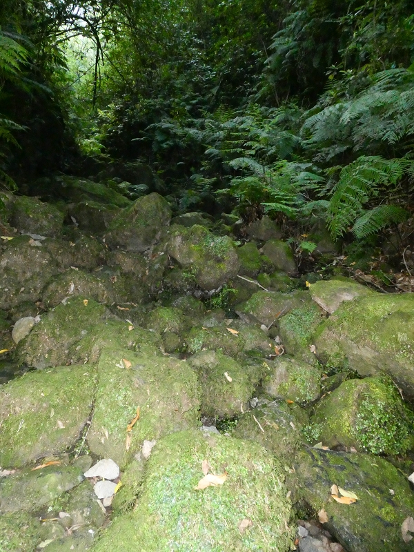 16.05.2019 Nochmals zum Poco das Pulgas, diesmal als Rundtour — Aufstieg zum Palheiro — Foto 4