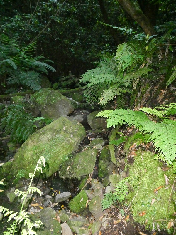 16.05.2019 Nochmals zum Poco das Pulgas, diesmal als Rundtour — Aufstieg zum Palheiro — Foto 5