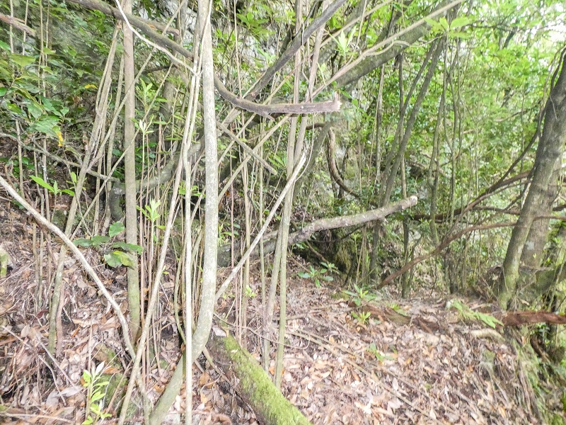 16.05.2019 Nochmals zum Poco das Pulgas, diesmal als Rundtour — Weiter auf die Traverse — Foto 7