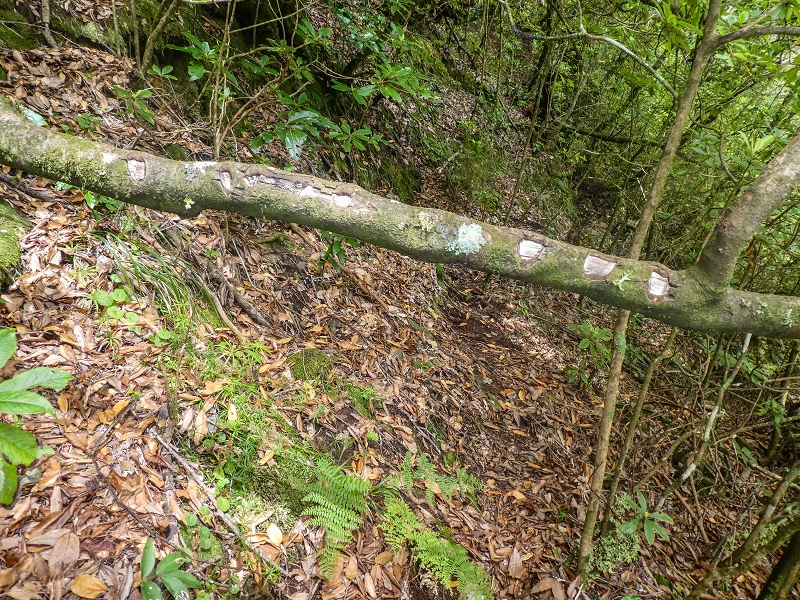 16.05.2019 Nochmals zum Poco das Pulgas, diesmal als Rundtour — Weiter auf die Traverse — Foto 10