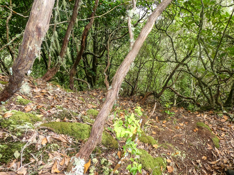 16.05.2019 Nochmals zum Poco das Pulgas, diesmal als Rundtour — Weiter auf die Traverse — Foto 15