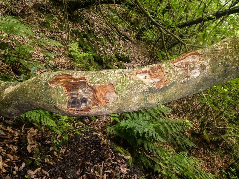 16.05.2019 Nochmals zum Poco das Pulgas, diesmal als Rundtour — Weiter auf die Traverse — Foto 21