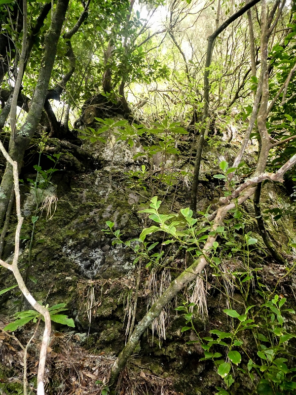 16.05.2019 Nochmals zum Poco das Pulgas, diesmal als Rundtour — Weiter auf die Traverse — Foto 24