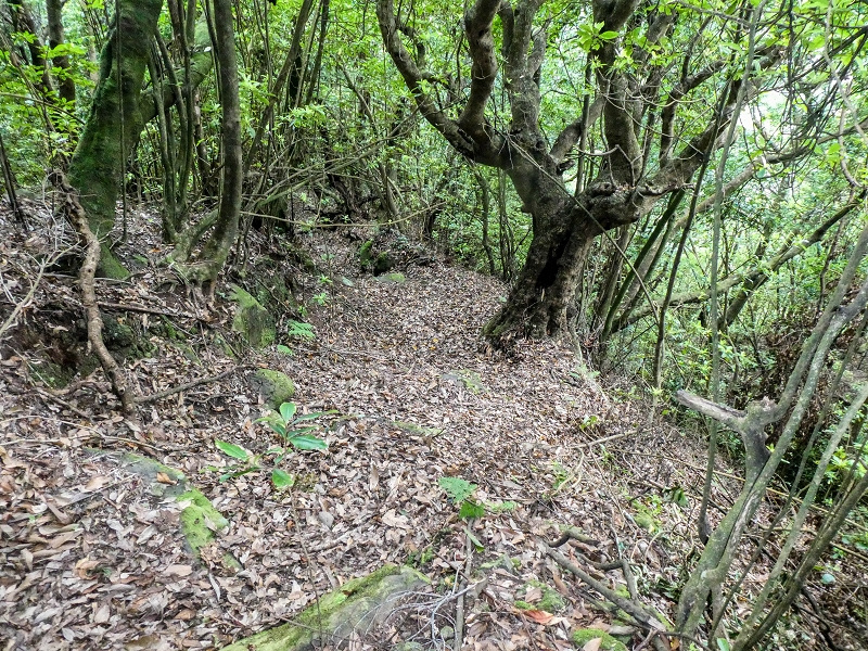 16.05.2019 Nochmals zum Poco das Pulgas, diesmal als Rundtour — Abstieg auf dem Maruja-Weg — Foto 1