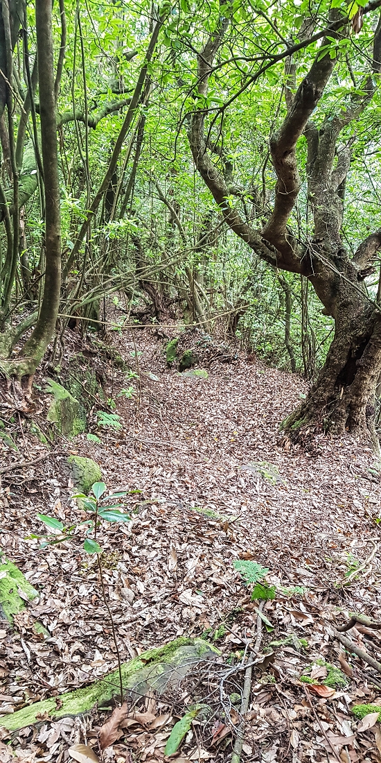 16.05.2019 Nochmals zum Poco das Pulgas, diesmal als Rundtour — Abstieg auf dem Maruja-Weg — Foto 3