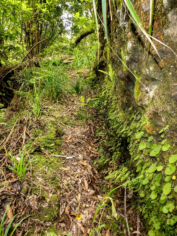 16.05.2019 Nochmals zum Poco das Pulgas, diesmal als Rundtour — Abstieg auf dem Maruja-Weg — Foto 5